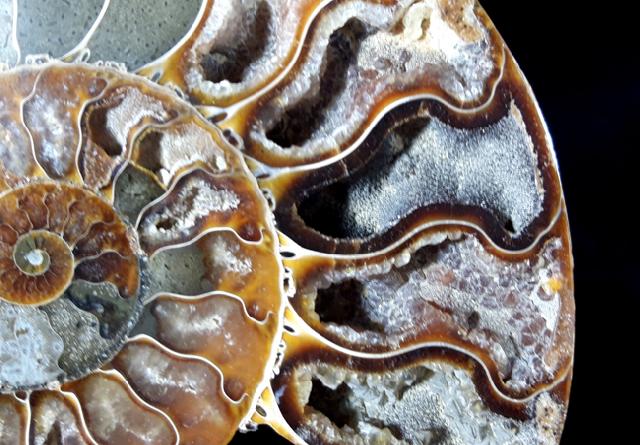 Cleoniceras (Grycia) besairiei COLLIGNON 1949 - Bild © FossNet FossilienStore